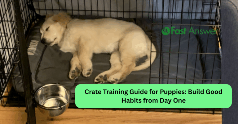 Crate Training Guide for Puppies: Build Good Habits from Day One