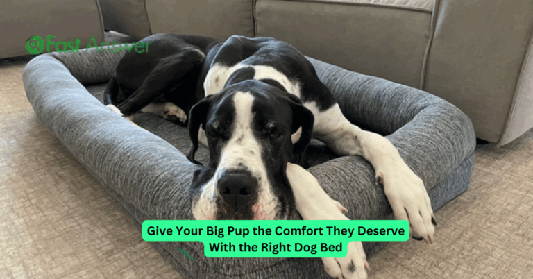 Give Your Big Pup the Comfort They Deserve With the Right Dog Bed