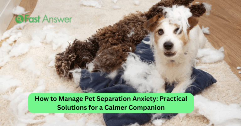 How to Manage Pet Separation Anxiety: Practical Solutions for a Calmer Companion